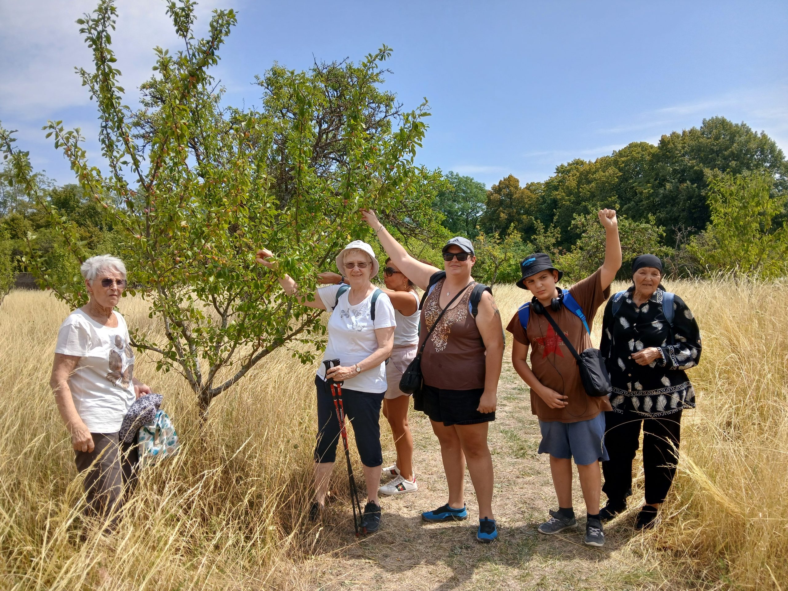 Familles et seniors pendant la cueillette de mirabelles près de Sion